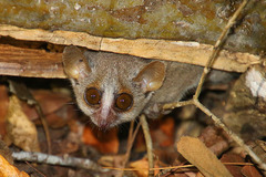 Microcebus murinus