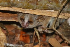 Microcebus murinus