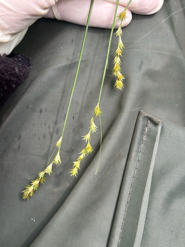 necklace sedge