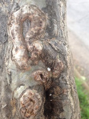 Eriococcus lagerstroemiae