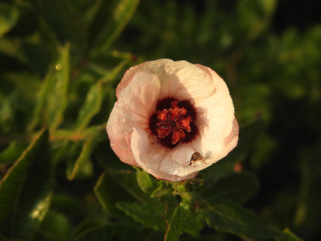 Pavonia hastata; photograph (c) Lucas Mantelo Cruz, some rights reserved (CC BY)