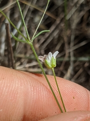 Sabulina douglasii