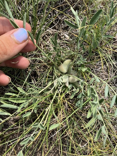 Astragalus lotiflorus, photograph 1
