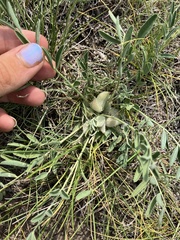 Astragalus lotiflorus