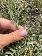 Astragalus lotiflorus, photograph (c) Rose Zappa, some rights reserved (CC BY)