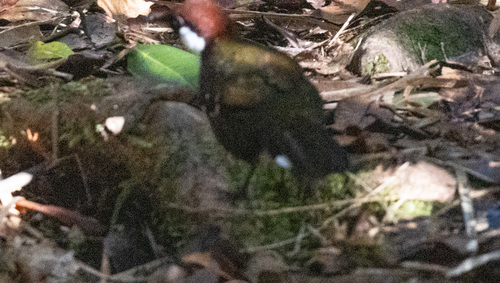 Spotted Jewel-babbler (Ptilorrhoa leucosticta), photo 2
