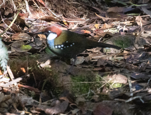 Spotted Jewel-babbler (Ptilorrhoa leucosticta)