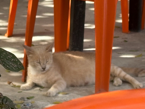 Domestic Cat