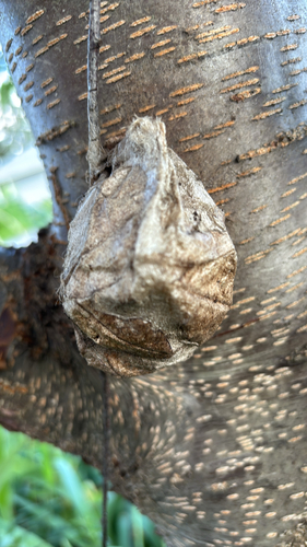 Cecropia Moth