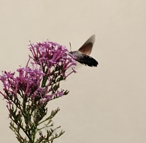 Eurasian Hummingbird Hawkmoth