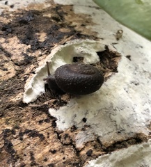 Moellendorffia trisinuata