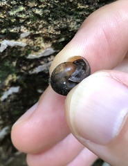 Moellendorffia trisinuata