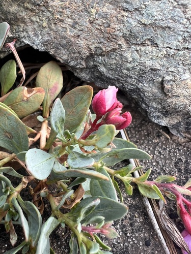 Epilobium rigidum, photograph 3