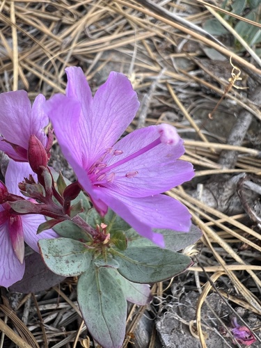 Epilobium rigidum, photograph 4
