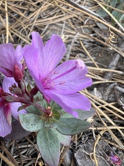 Epilobium rigidum, photograph (c) Steve Matson, some rights reserved (CC BY)