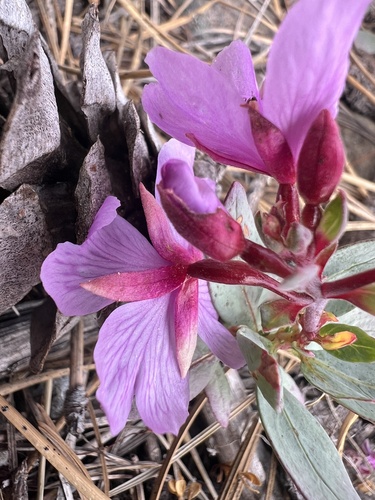 Epilobium rigidum, photograph 5