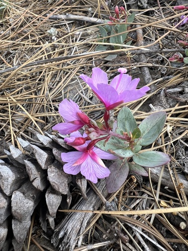 Epilobium rigidum, photograph 6