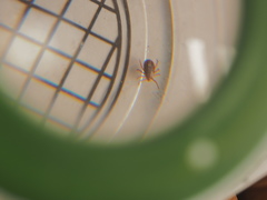 Haemaphysalis punctata