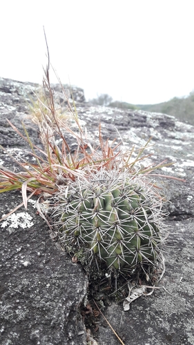 Echinopsis aurea