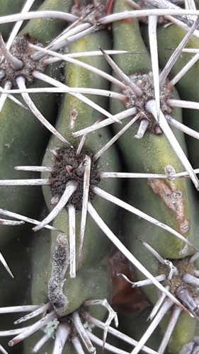 Echinopsis aurea, photograph 2