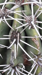 Echinopsis aurea, photograph author not stated, no rights reserved