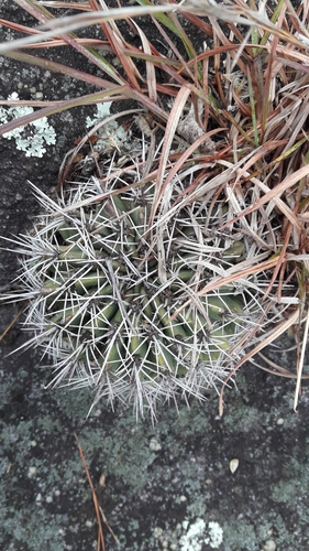 Echinopsis aurea, photograph 3