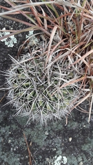 Echinopsis aurea, photograph author not stated, no rights reserved