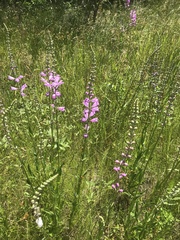 Physostegia pulchella