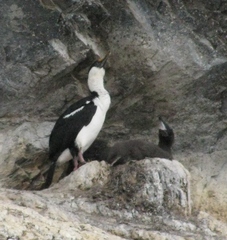 Leucocarbo bransfieldensis