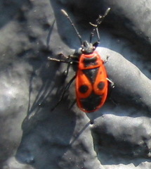 Pyrrhocoris apterus