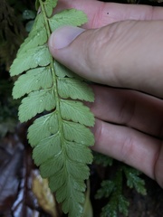 Arachniodes chinensis