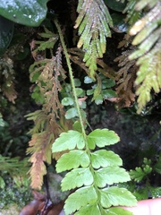 Arachniodes chinensis