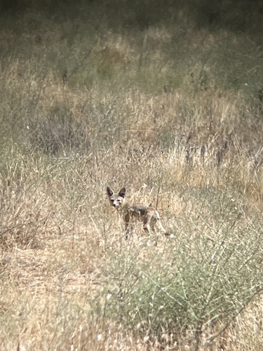 San Joaquin Kit Fox