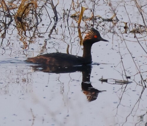 iNaturalist image