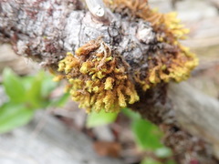 Plenogemma phyllantha