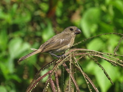 Sporophila americana