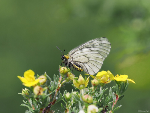 Parnassius stubbendorfii tartarus