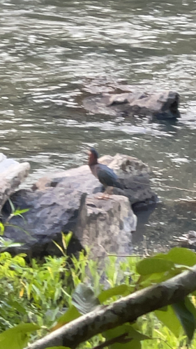 Green Heron