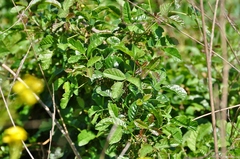 Toxicodendron diversilobum