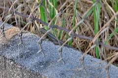Sceloporus occidentalis