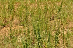 Malacothrix saxatilis