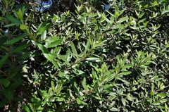 Heteromeles arbutifolia