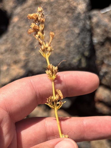 Penstemon deustus, 2026-07-22