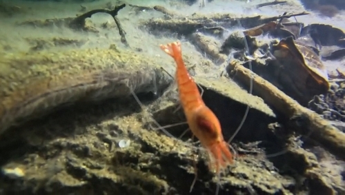 Red Cave Shrimp (Barbouria cubensis)
