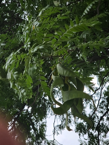 honey locust
