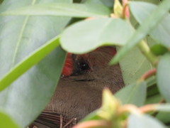 Cardinalis cardinalis