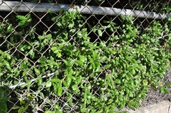 Quercus agrifolia