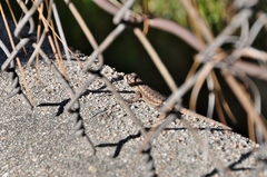 Sceloporus occidentalis