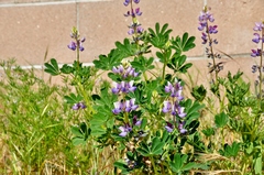 Lupinus succulentus
