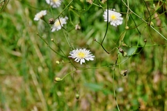 Malacothrix saxatilis
